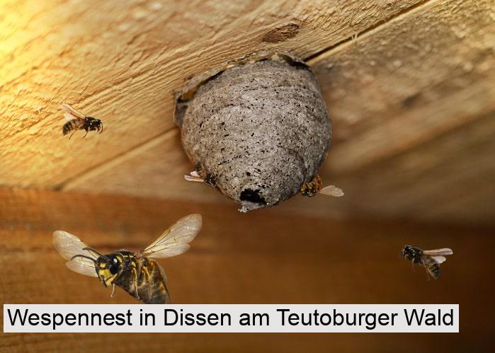 Wespennest in Dissen am Teutoburger Wald